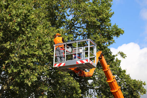 Why Choose Our Tree Removal Services in Alva, OK?